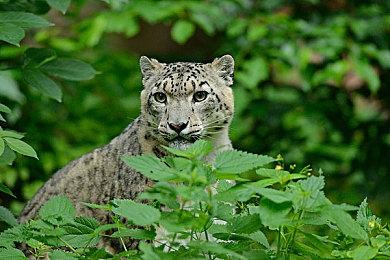 备受赞誉的肉鸽登山冒险游戏《孤山难越》PC平台二折促销！